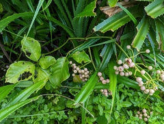 Tetrastigma lanyuense