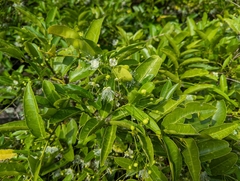 Capparis lanceolaris