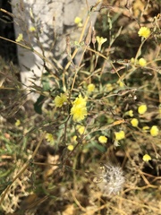Lactuca serriola