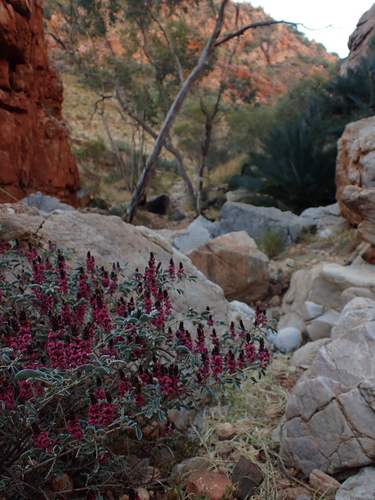 Basedow's Indigo (Indigofera basedowii)