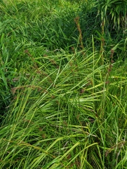 Cladium mariscus mariscus