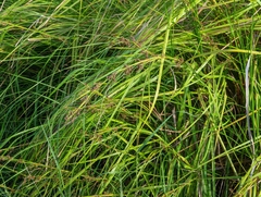 Cladium mariscus mariscus