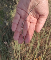 Polygonum equisetiforme