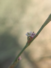 Polygonum equisetiforme