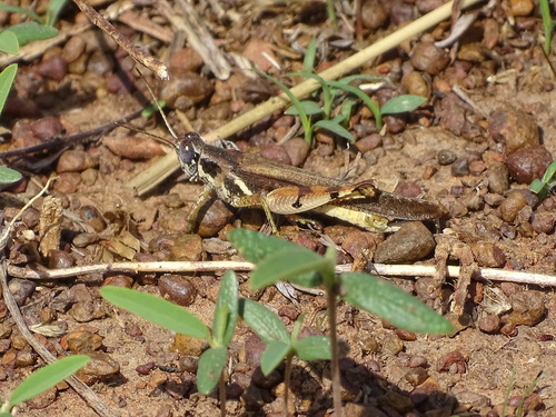 Exopropacris modica