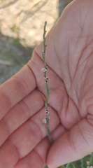 Polygonum equisetiforme