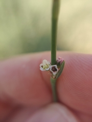 Polygonum equisetiforme