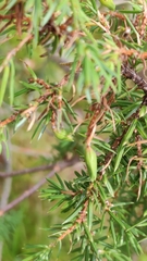 Oligotrophus juniperinus