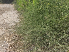 Polygonum equisetiforme