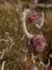 Ptilotus schwartzii