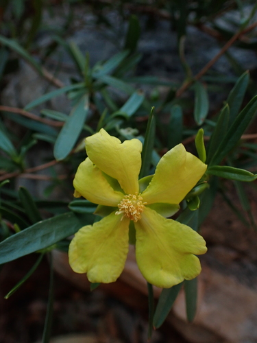 Image of Hibbertia glaberrima by (c) Nina Kerr, some rights reserved (CC BY)