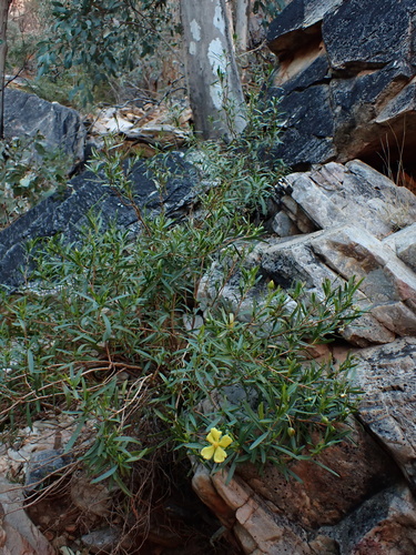 Image of Hibbertia glaberrima by (c) Nina Kerr, some rights reserved (CC BY)