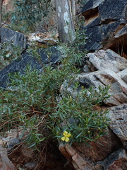 Hibbertia glaberrima