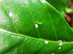 Ceroplastes japonicus