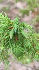 Oligotrophus juniperinus