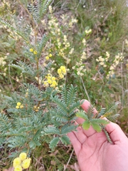 Acacia terminalis