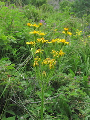 Tephroseris cladobotrys subfloccosa