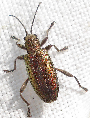 Grooved Leaf Beetle, photo 3 of 10