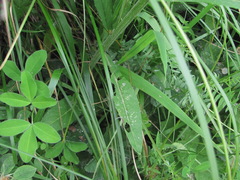 Tephroseris cladobotrys subfloccosa