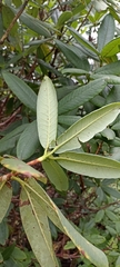 Rhododendron barbatum