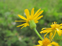 Tephroseris cladobotrys subfloccosa