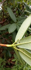 Rhododendron barbatum