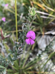 Indigofera sp11