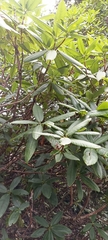 Rhododendron barbatum