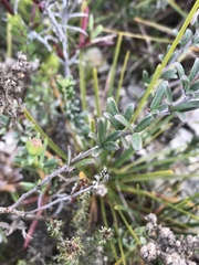 Indigofera sp11