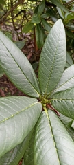 Rhododendron barbatum