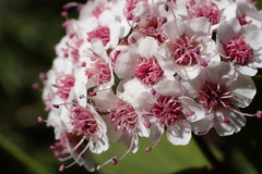 Spiraea hayatana