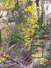 Acacia rubida