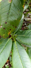 Rhododendron barbatum