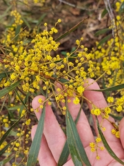 Acacia rubida