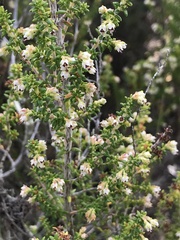 Erica arenaria