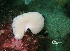 Clathrina cancellata