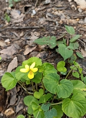 Viola biflora