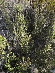 Erica arenaria
