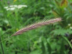 Hordeum brevisubulatum