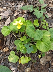 Viola biflora