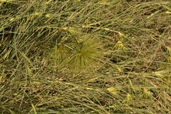 Spinifex