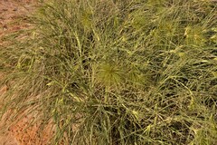 Spinifex