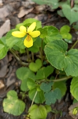 Viola biflora