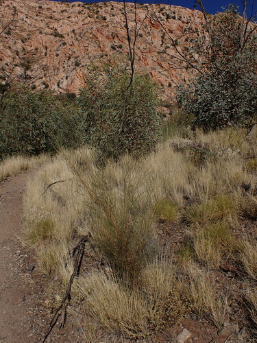 Image of Acacia tenuissima by (c) Nina Kerr, some rights reserved (CC BY)