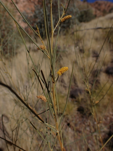 Broom Wattle (Acacia tenuissima)