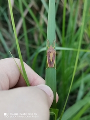 Megarrhamphus truncatus