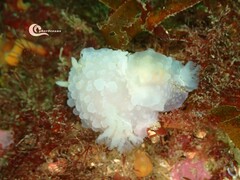 Doriopsilla pelseneeri