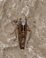Scaphoideus pullus