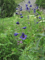 Delphinium flexuosum