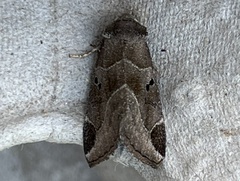 Plagiomimicus pityochromus